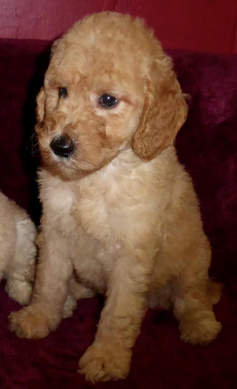 Goldendoodle puppy to be a Service Dog on Oahu, Hawaii from Canine Coalition